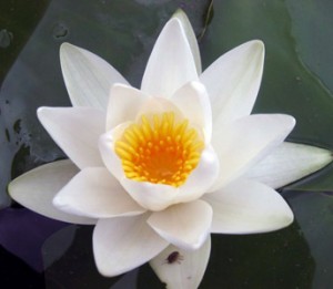 Lotus