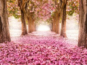 parterre de fleurs
