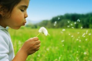 enfant soufflant sur un pissenlit