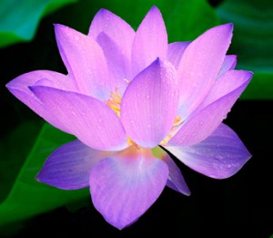 Lotus